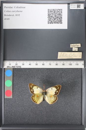 Media type: image;   Entomology 123803